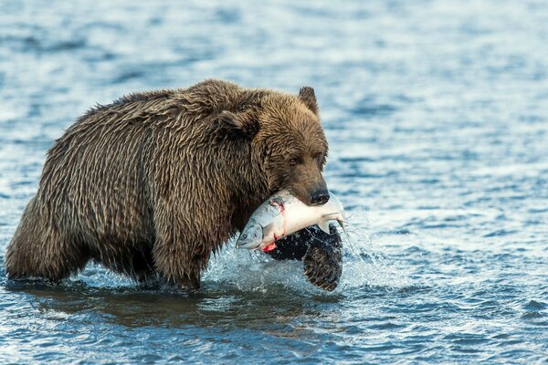 Poisson attraper un ours dans l eau