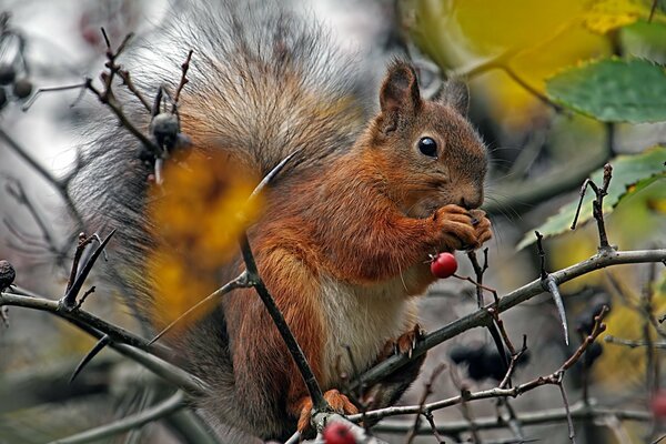 Eichhörnchen sitzt auf Ästen mit Beeren und kaut