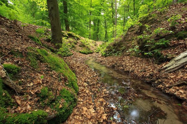 Ruscello nella foresta all inizio dell autunno