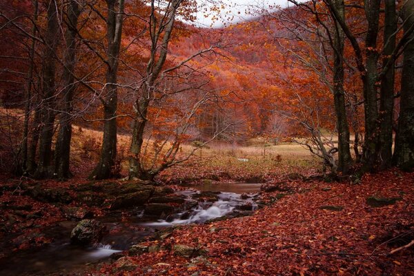 Automne rouge nature automne forêt