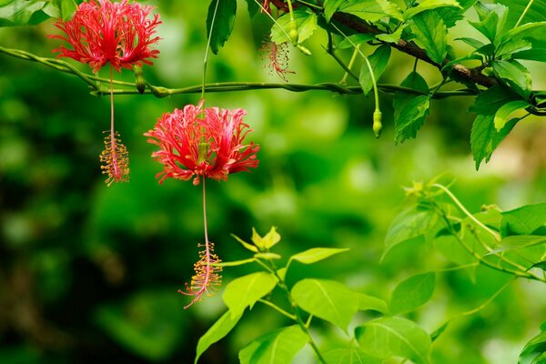 L ibisco esotico ha sciolto gli orecchini dei fiori