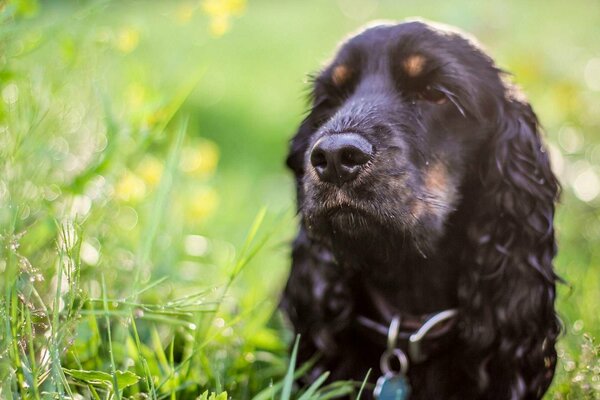 Cute black spaniel lying in the grass