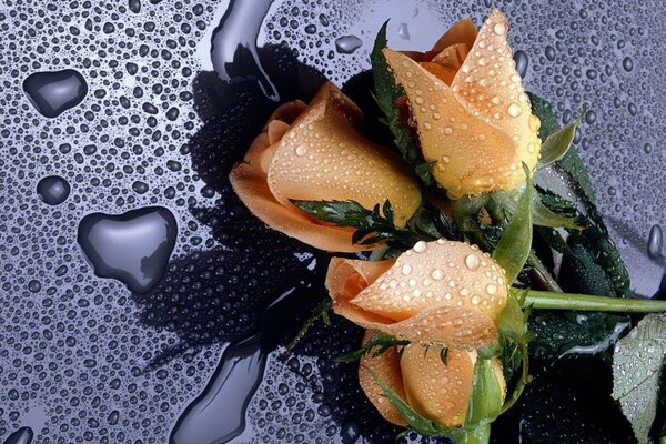 Drops of water on the blossoming rosebuds