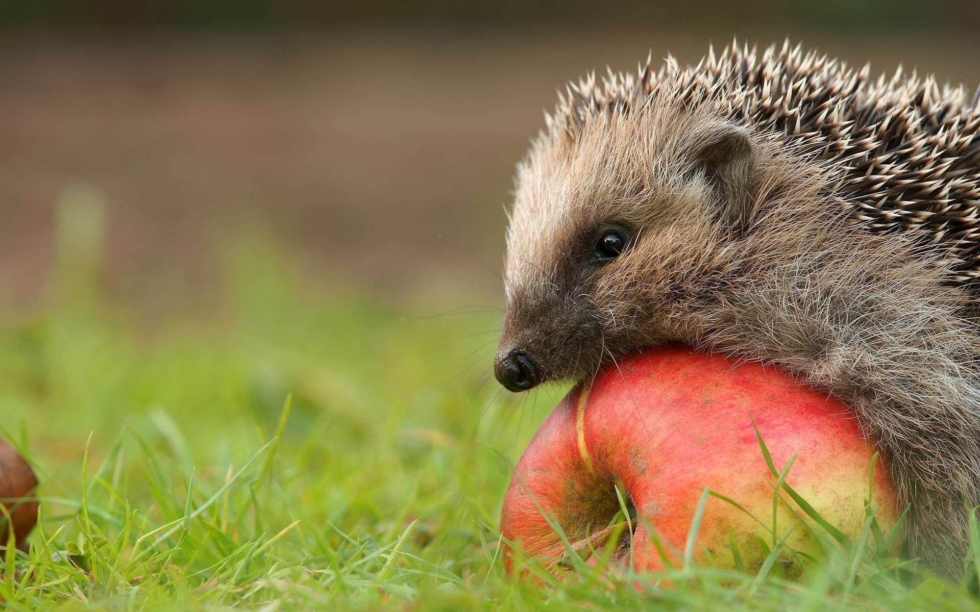 hedgehog hedgehog apple