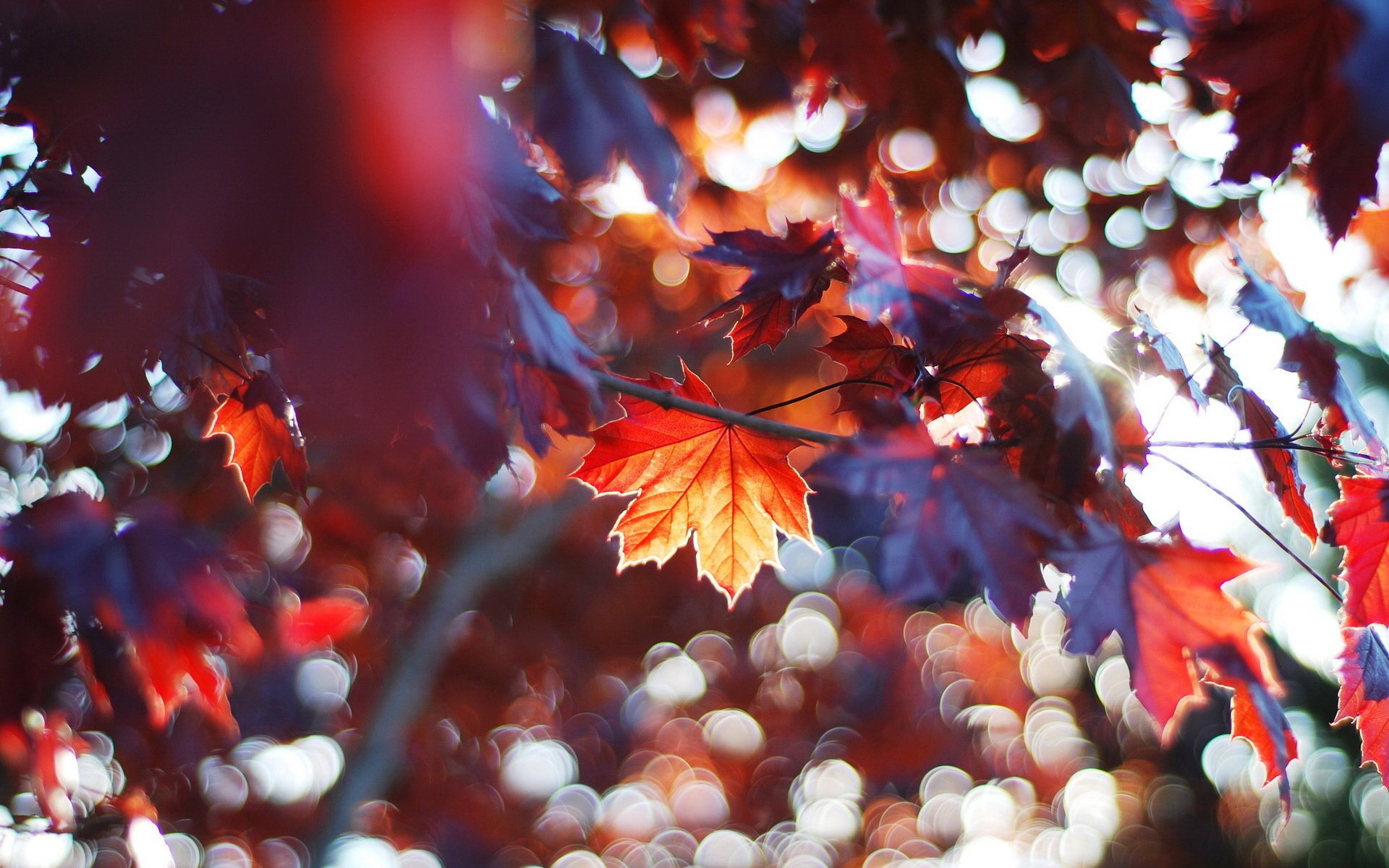 feuilles flou macro