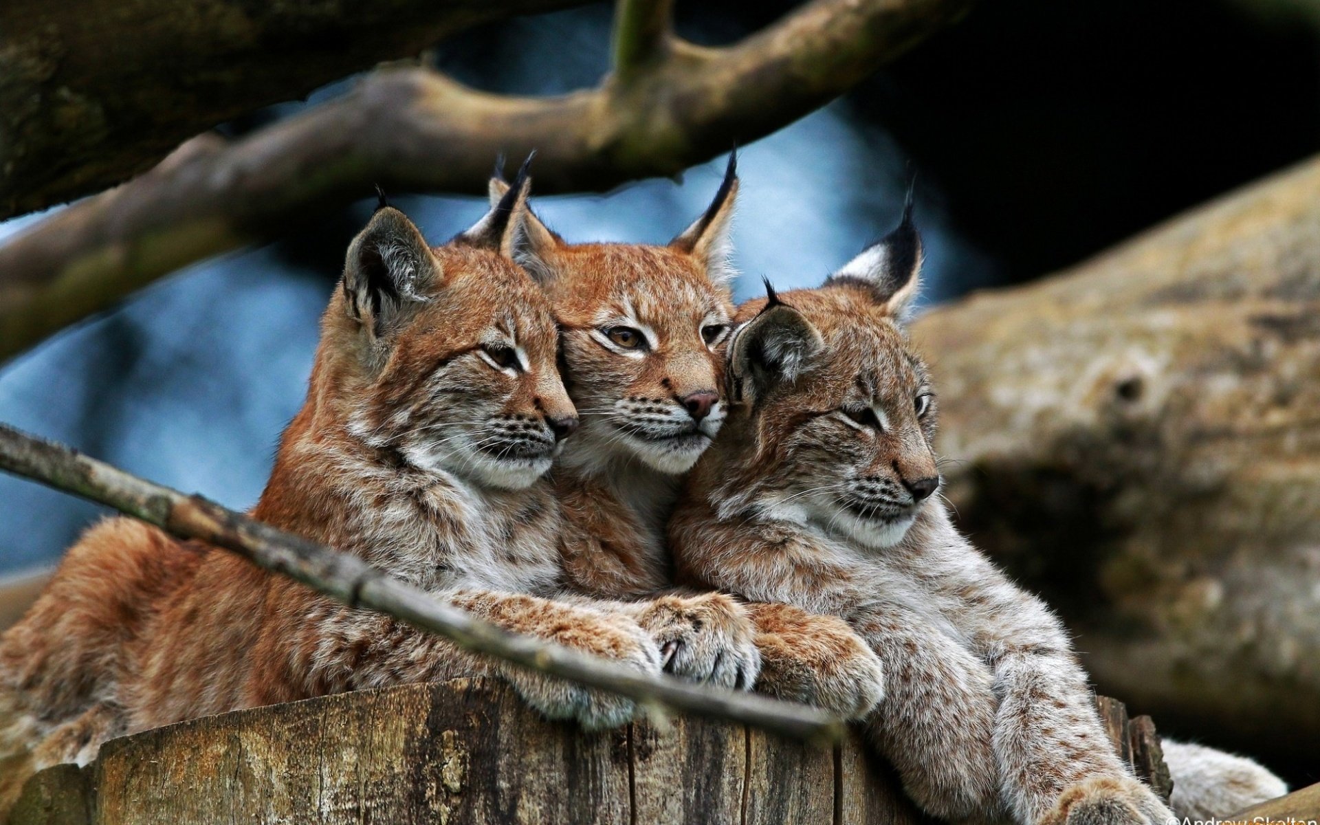 lynx famille forêt