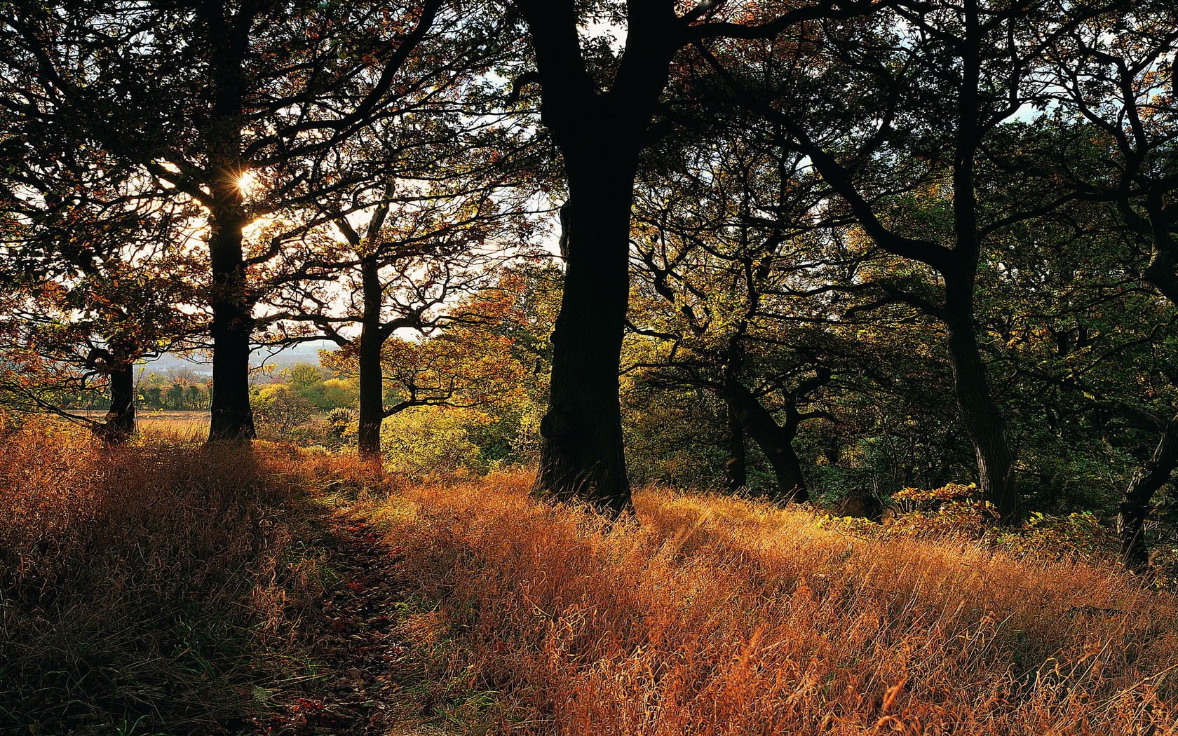 depevia hierba bosque otoño sol rayos