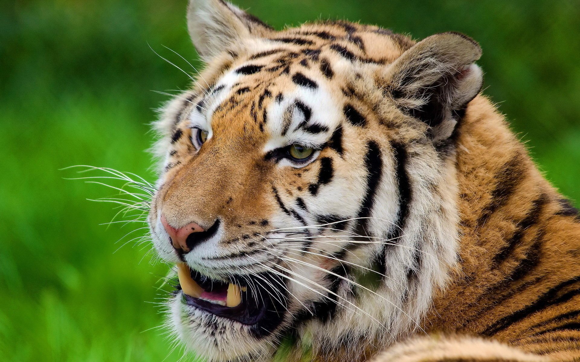 tigre bigote mirando hocico rayas descanso