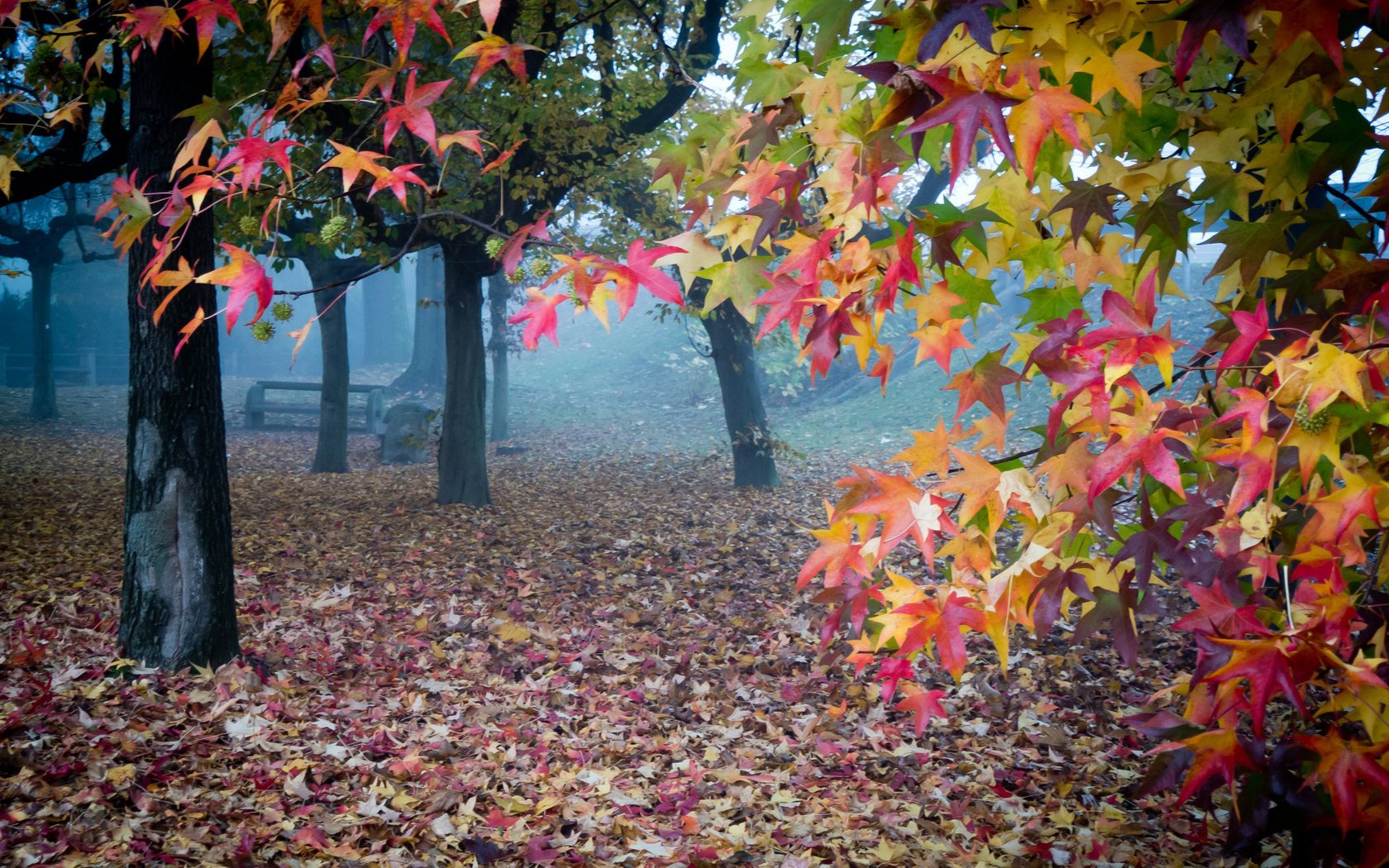 leaves garden autumn fog