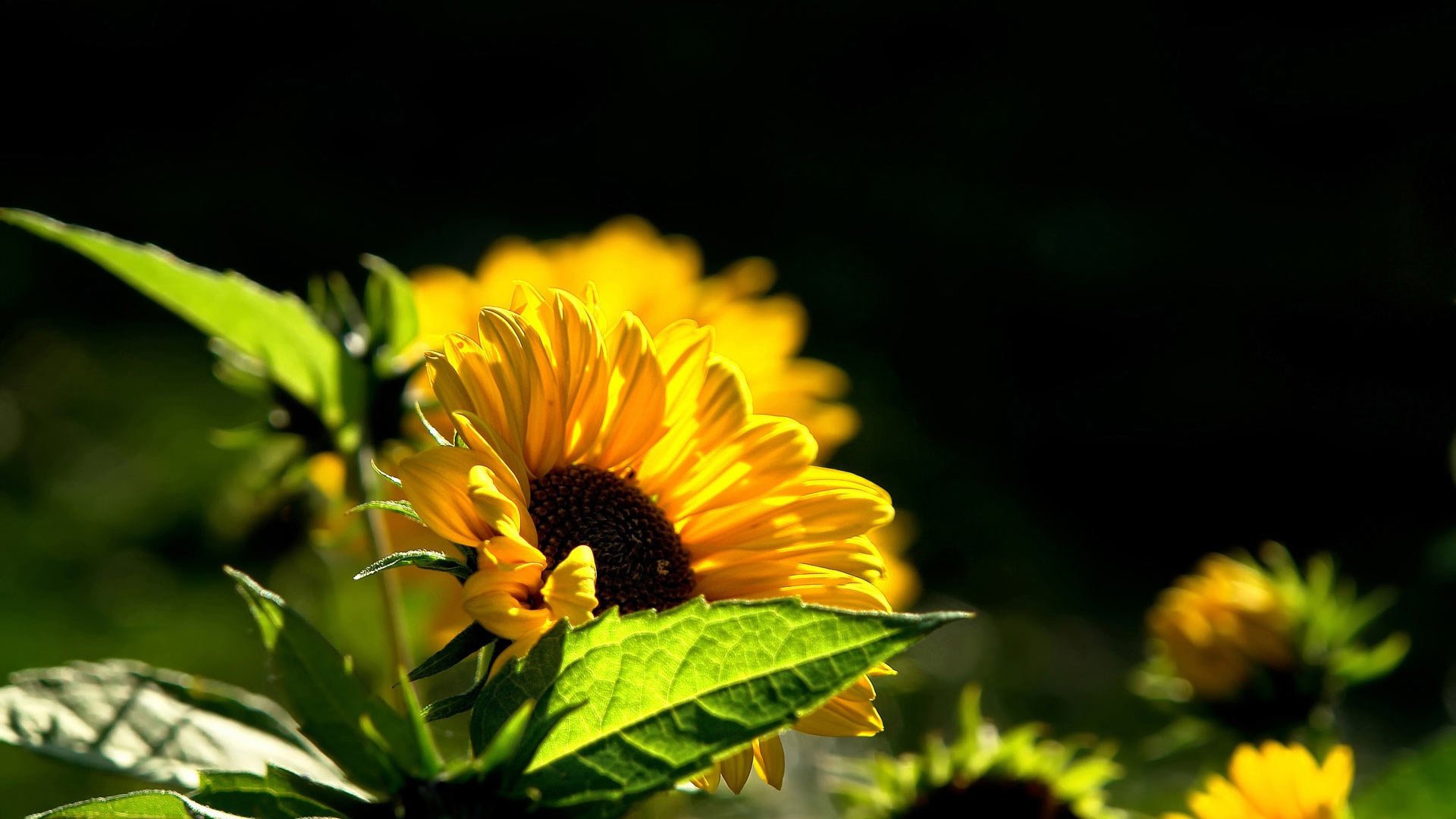 sonnenblume schwarzer hintergrund