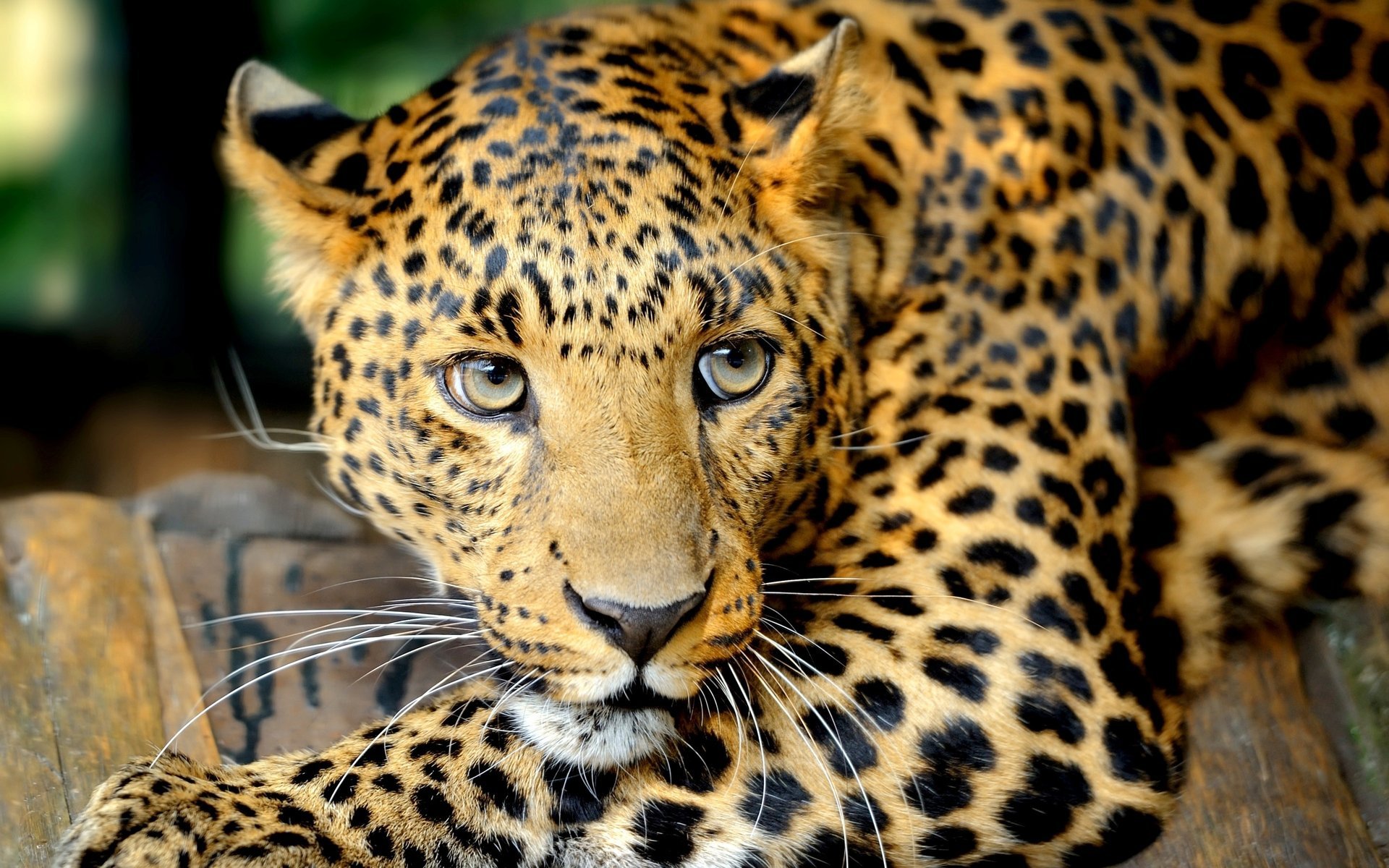 leopardo gato grande bigote depredador ojos mirada