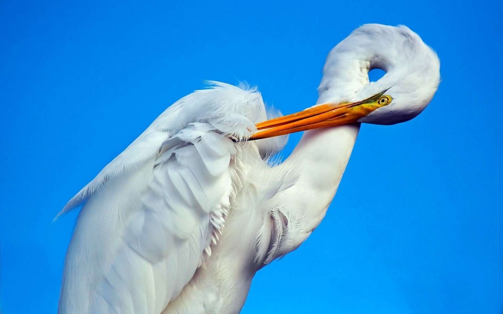 oiseau cigogne