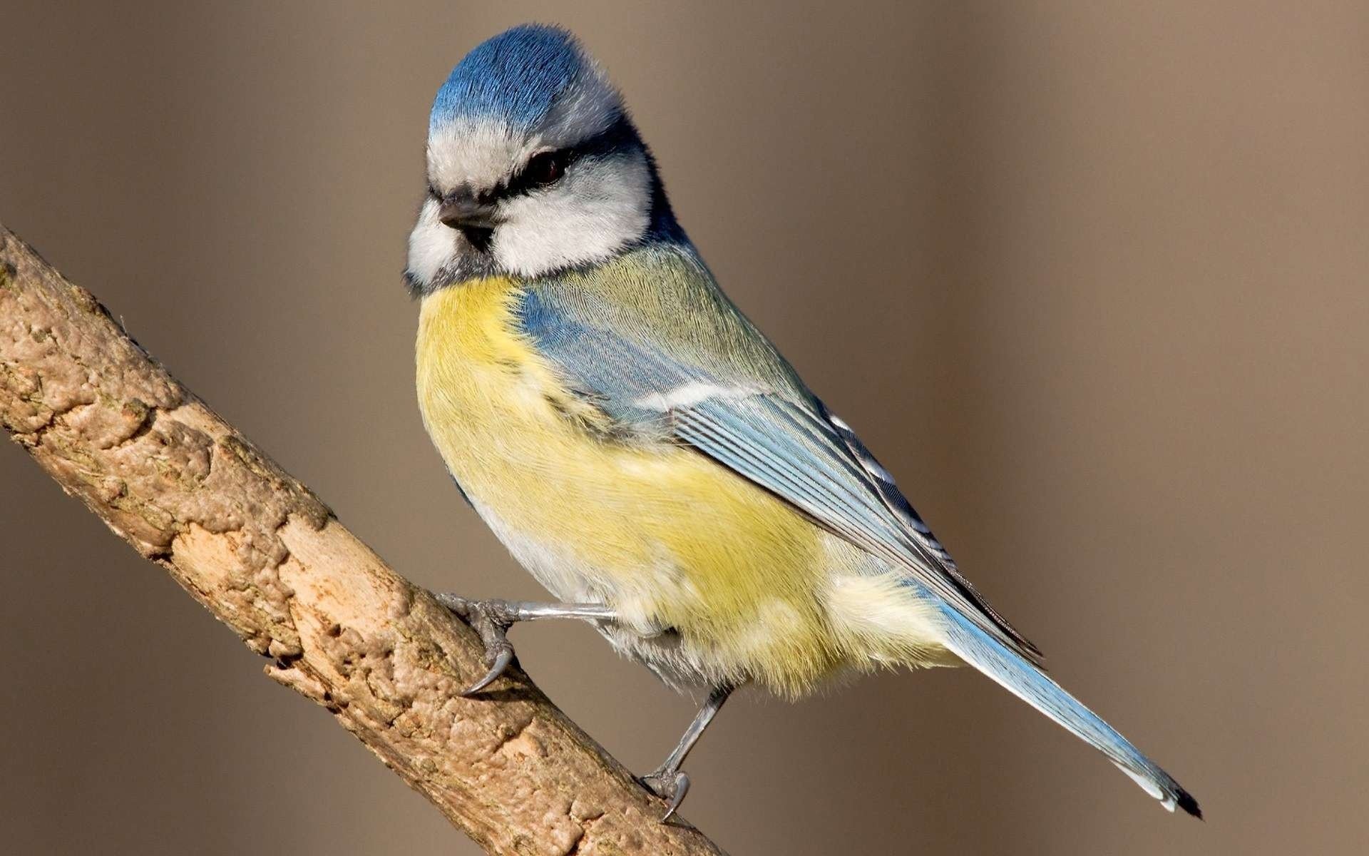 oiseau oiseau mésange