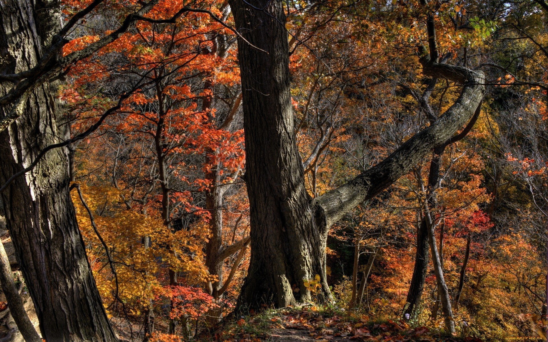 otoño bosque