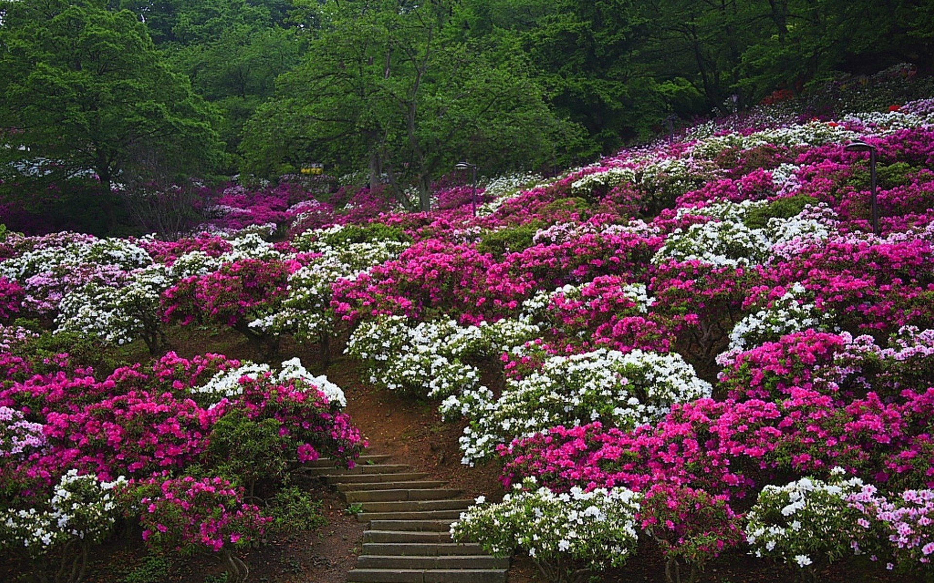 fleurs nature jardin