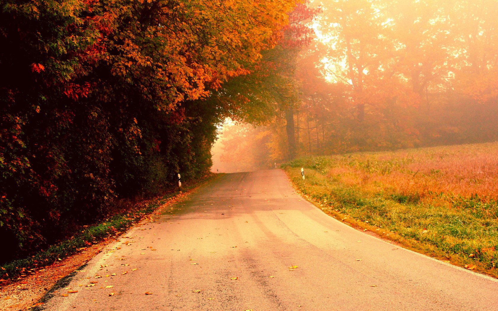 road morning fog autumn tree