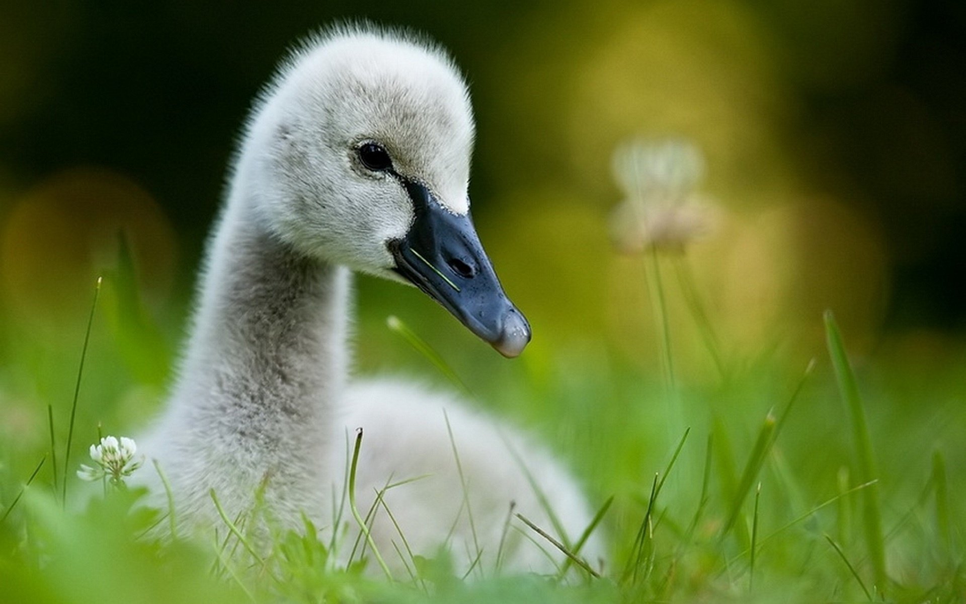 oiseau poussin herbe