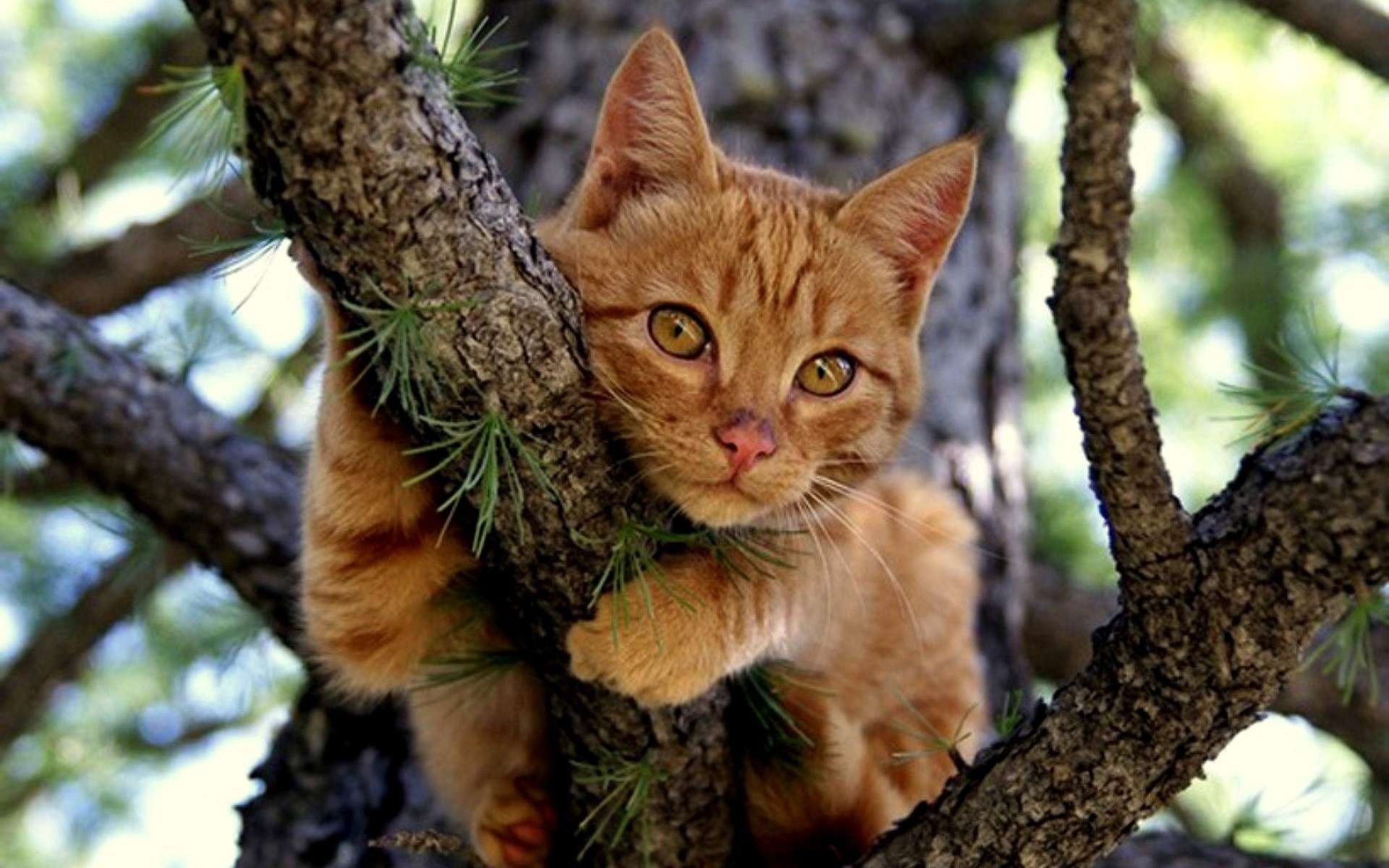 chat rousse arbre