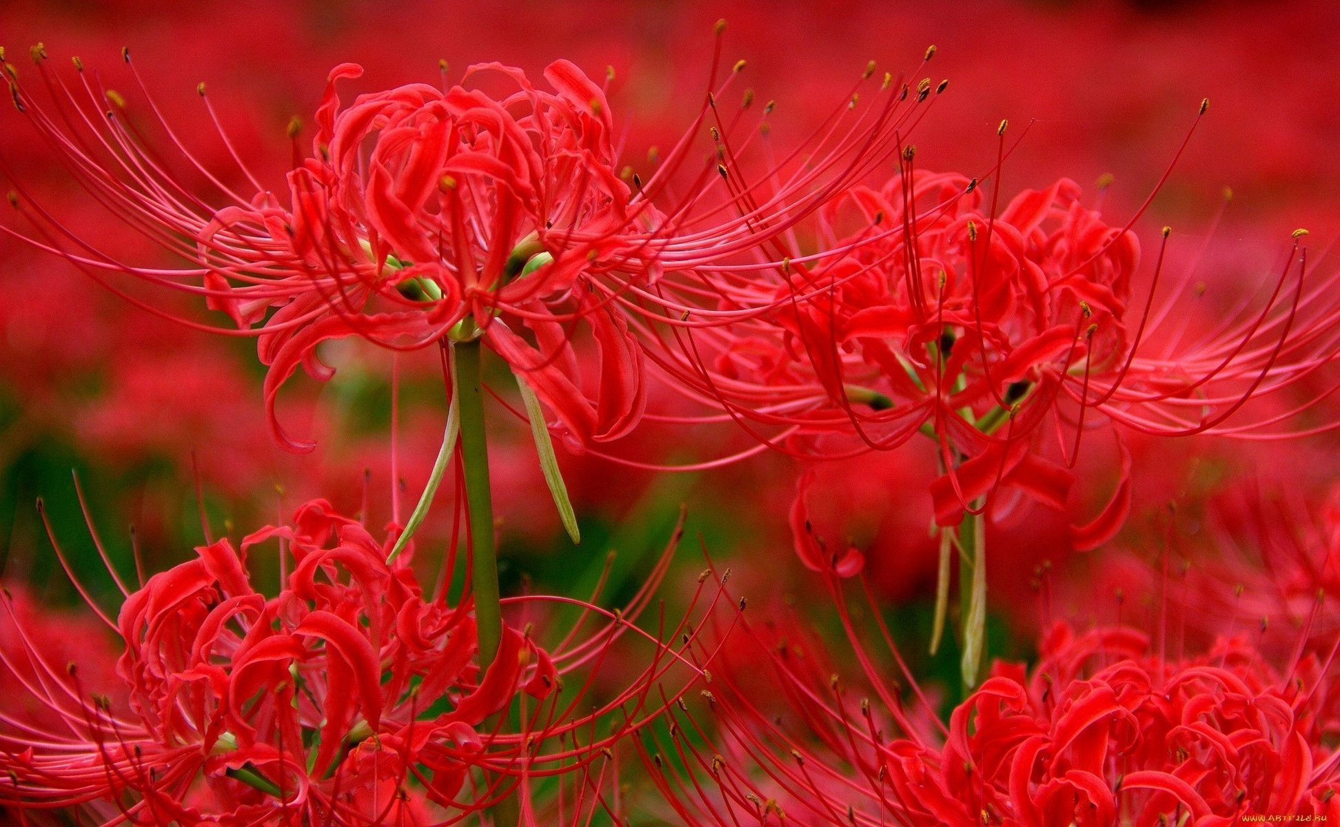 giglio di ragno rosso