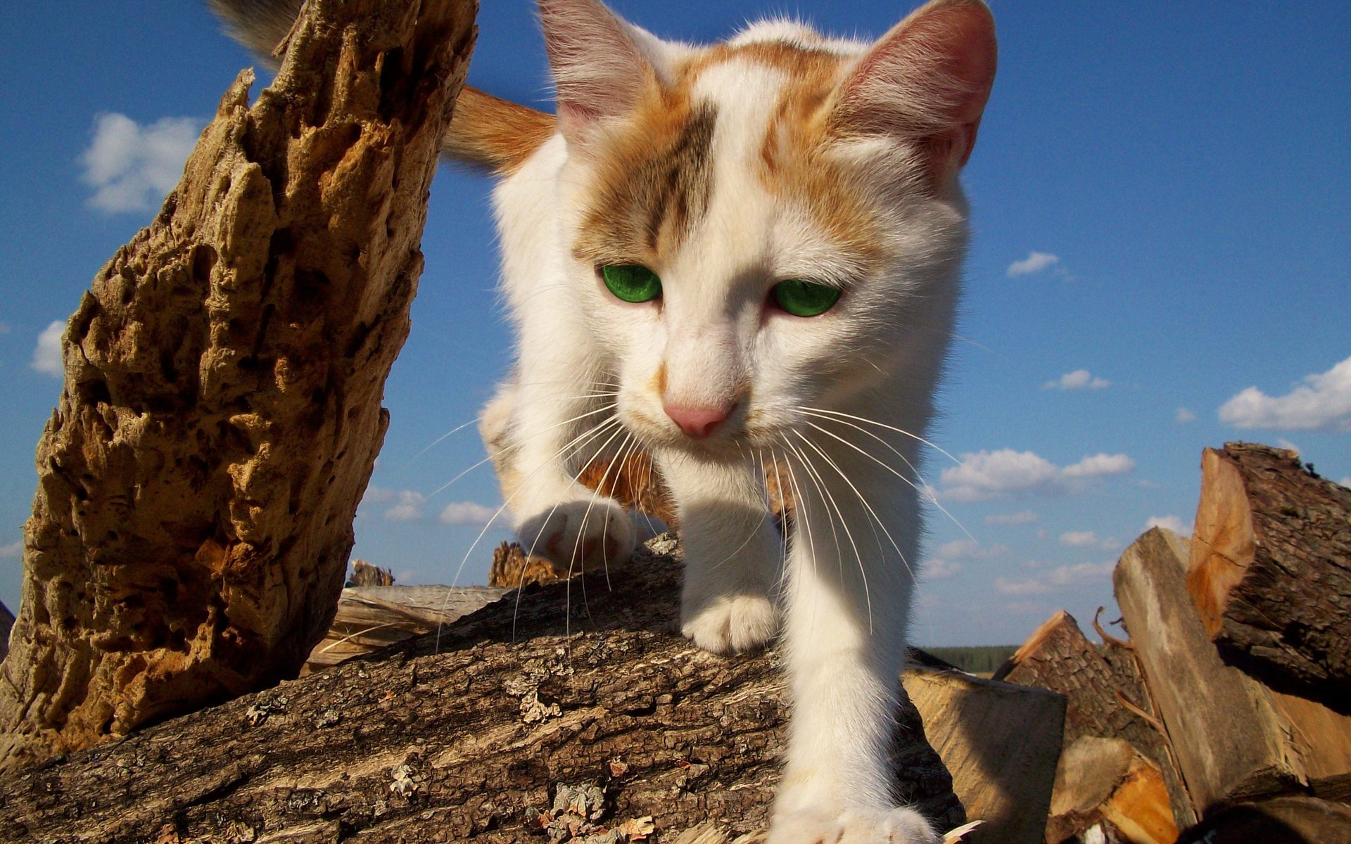 gatto gatto occhi verdi