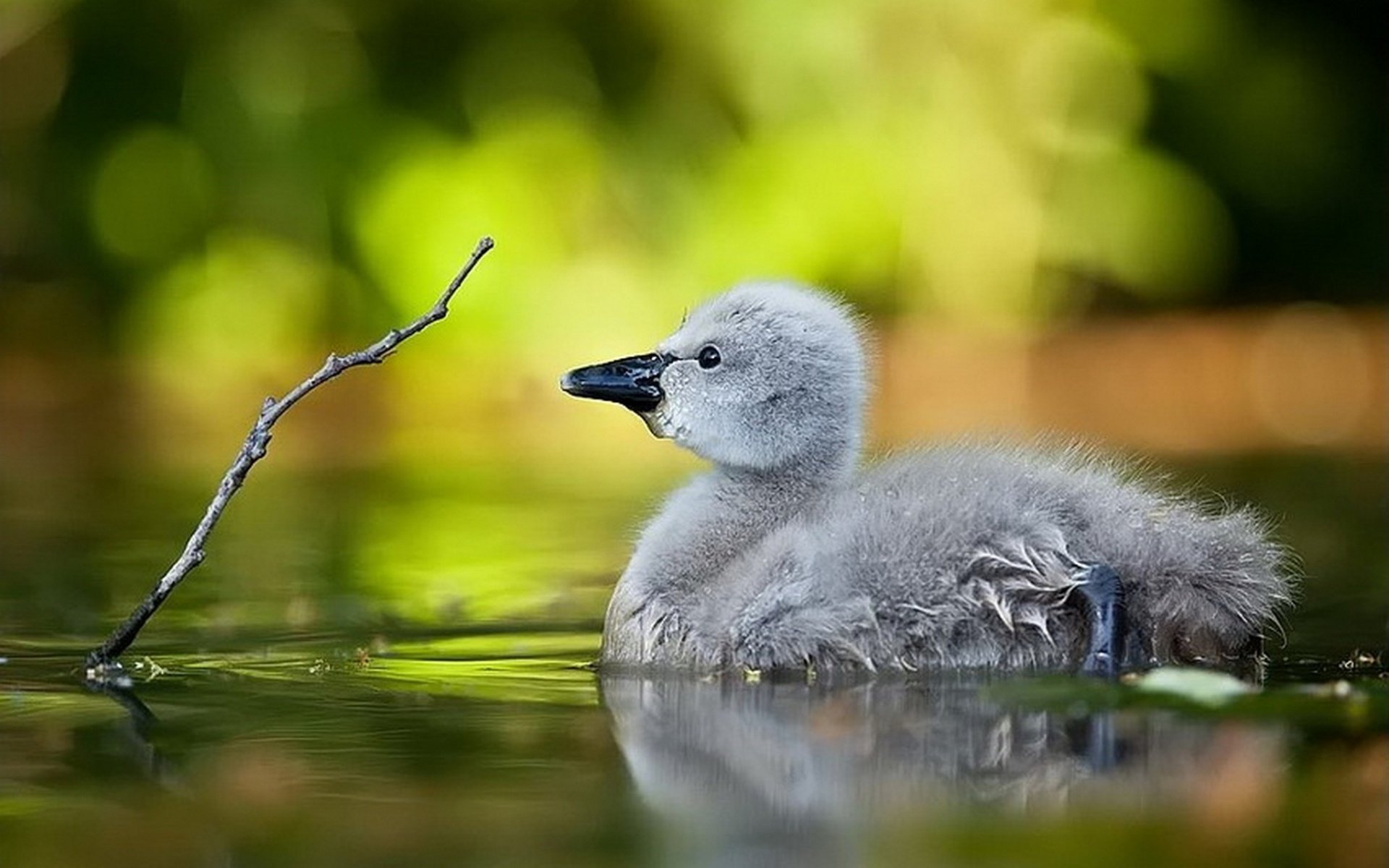 wasservögel vogel teich