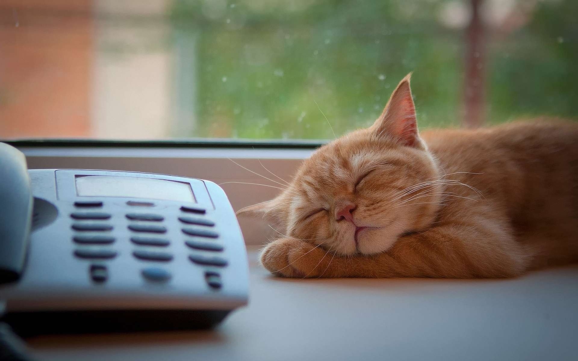 gato pelirroja sueño teléfono