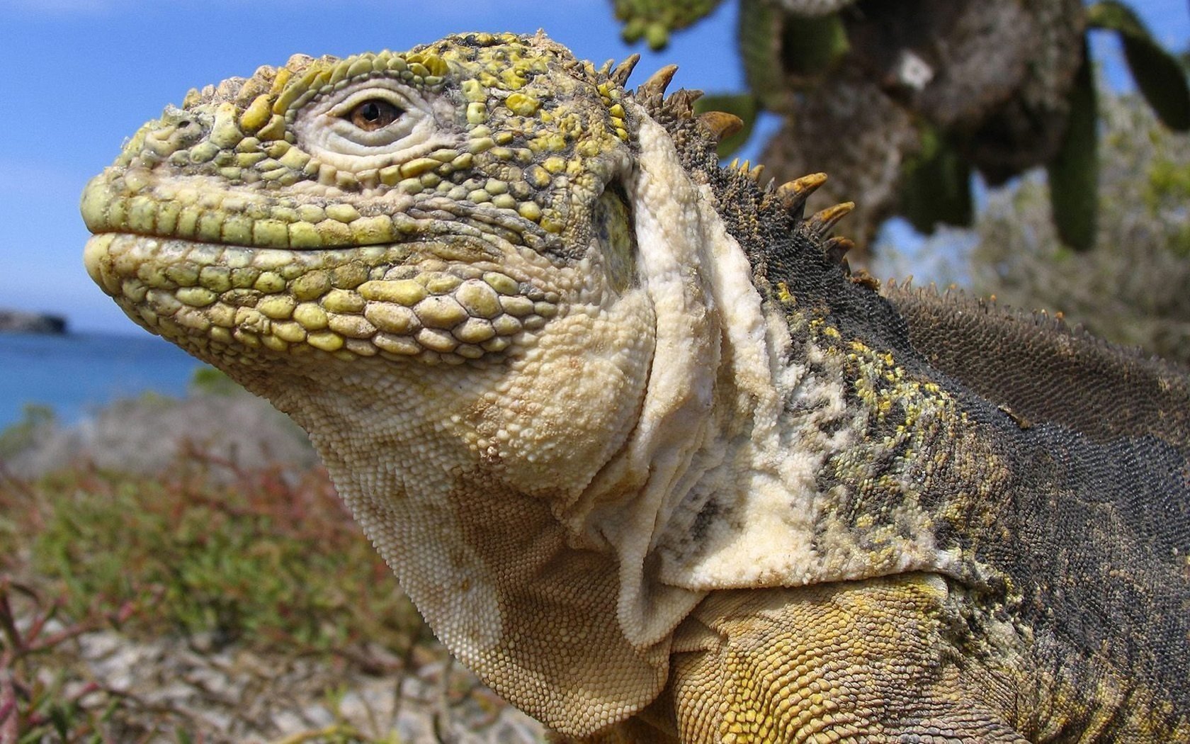 iguana jaszczurka