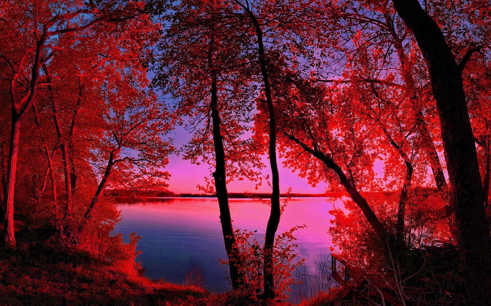 lago mattina alberi acqua