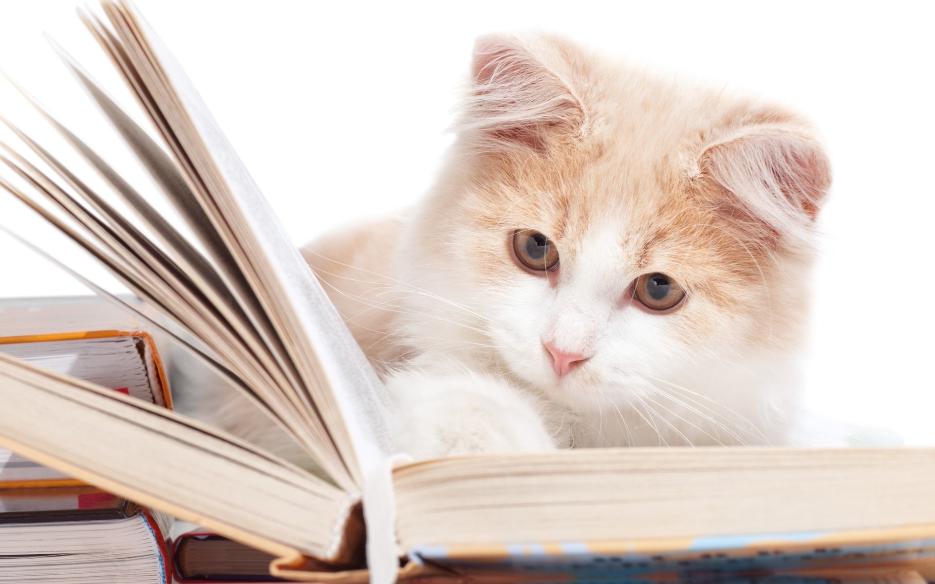 cat cat book