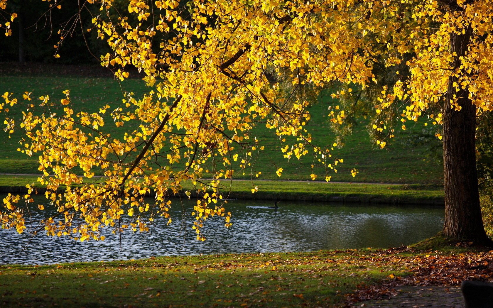 park herbst natur