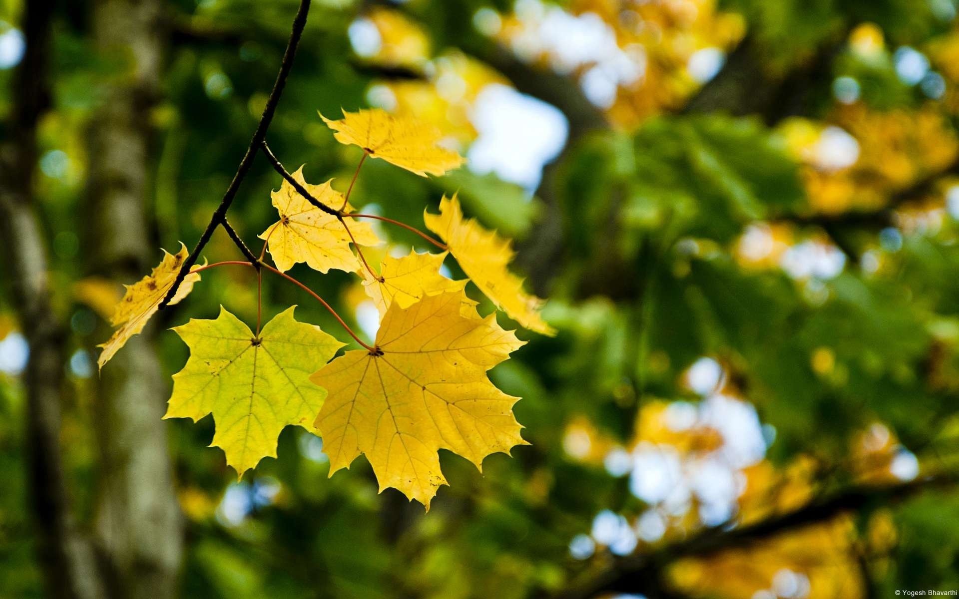 maple leaves macro