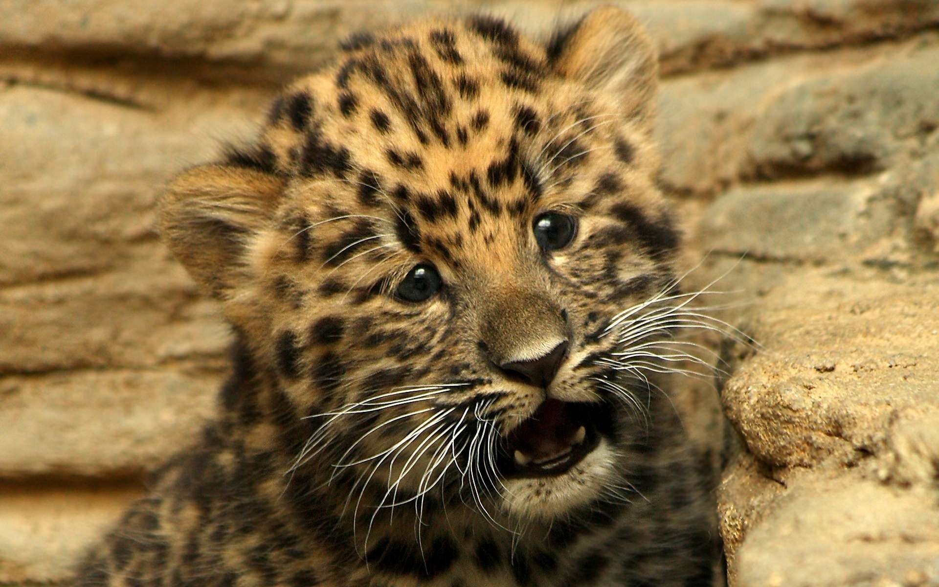 leopardo cachorro bebé