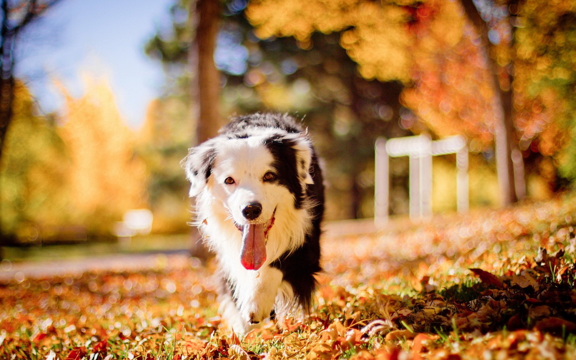 otoño amigo perro