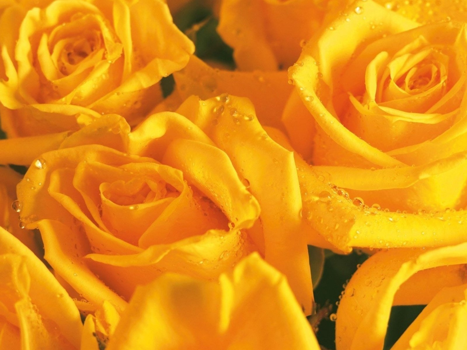 roses yellow