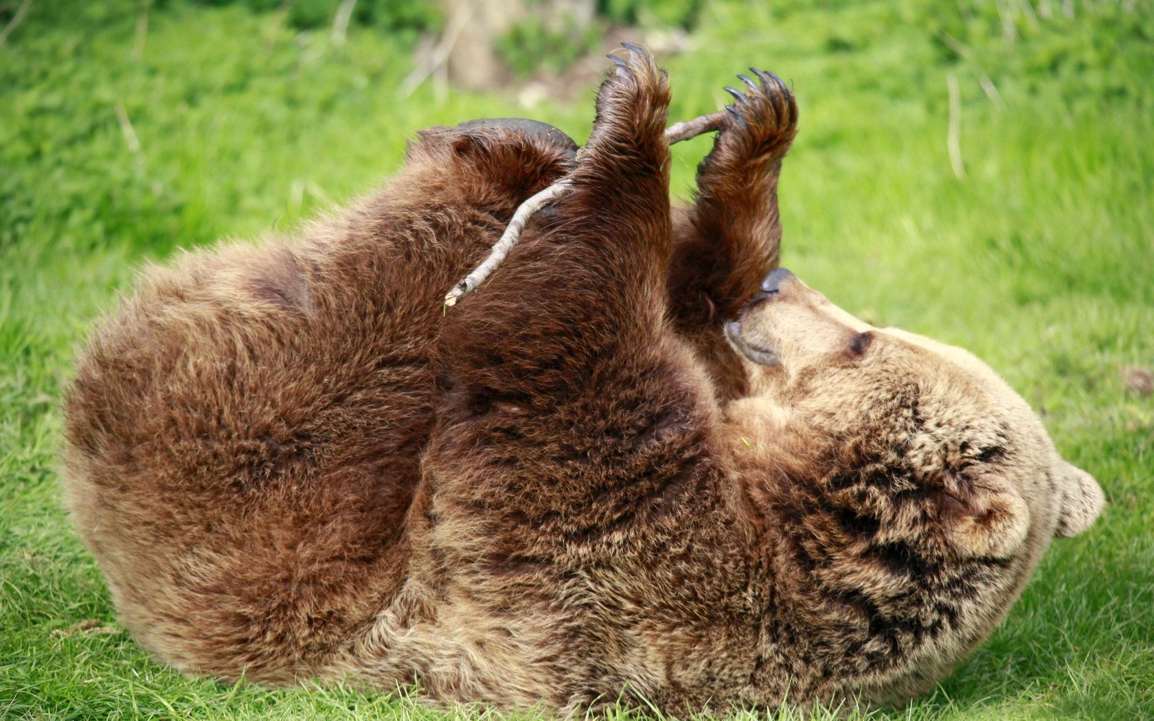 background grass bear brown green paws stick