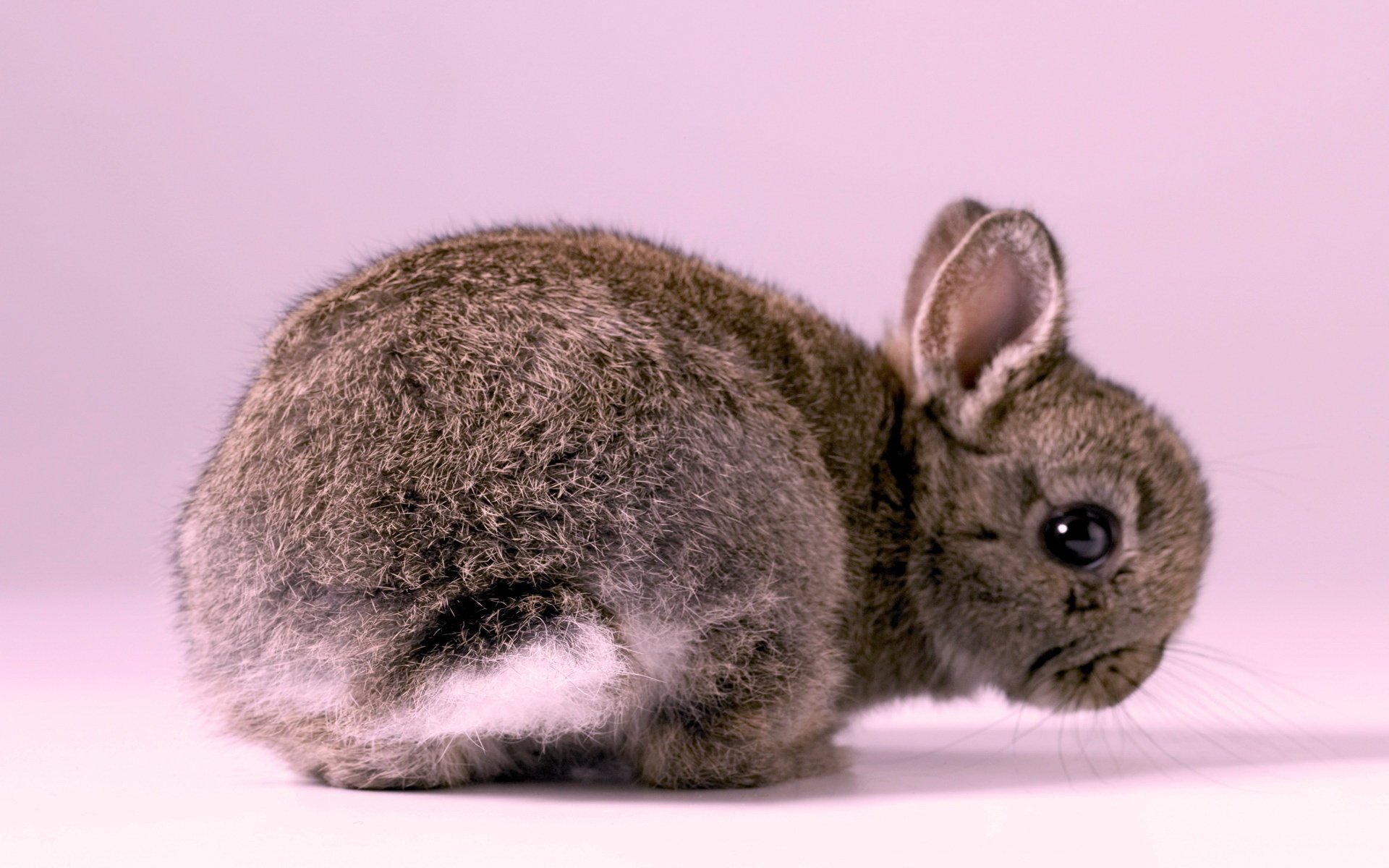 kaninchen hase hintergrund