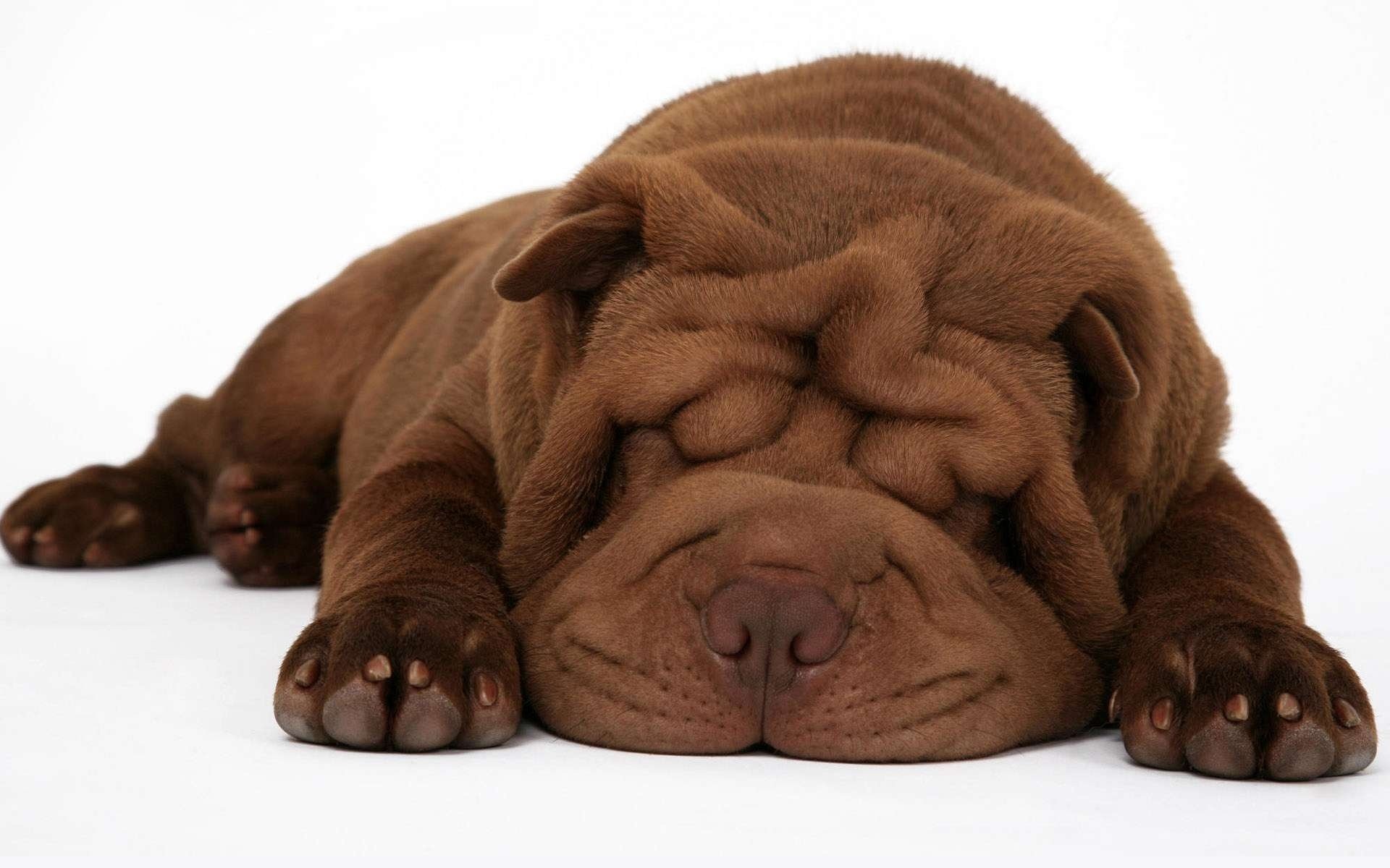 szczeniak shar pei