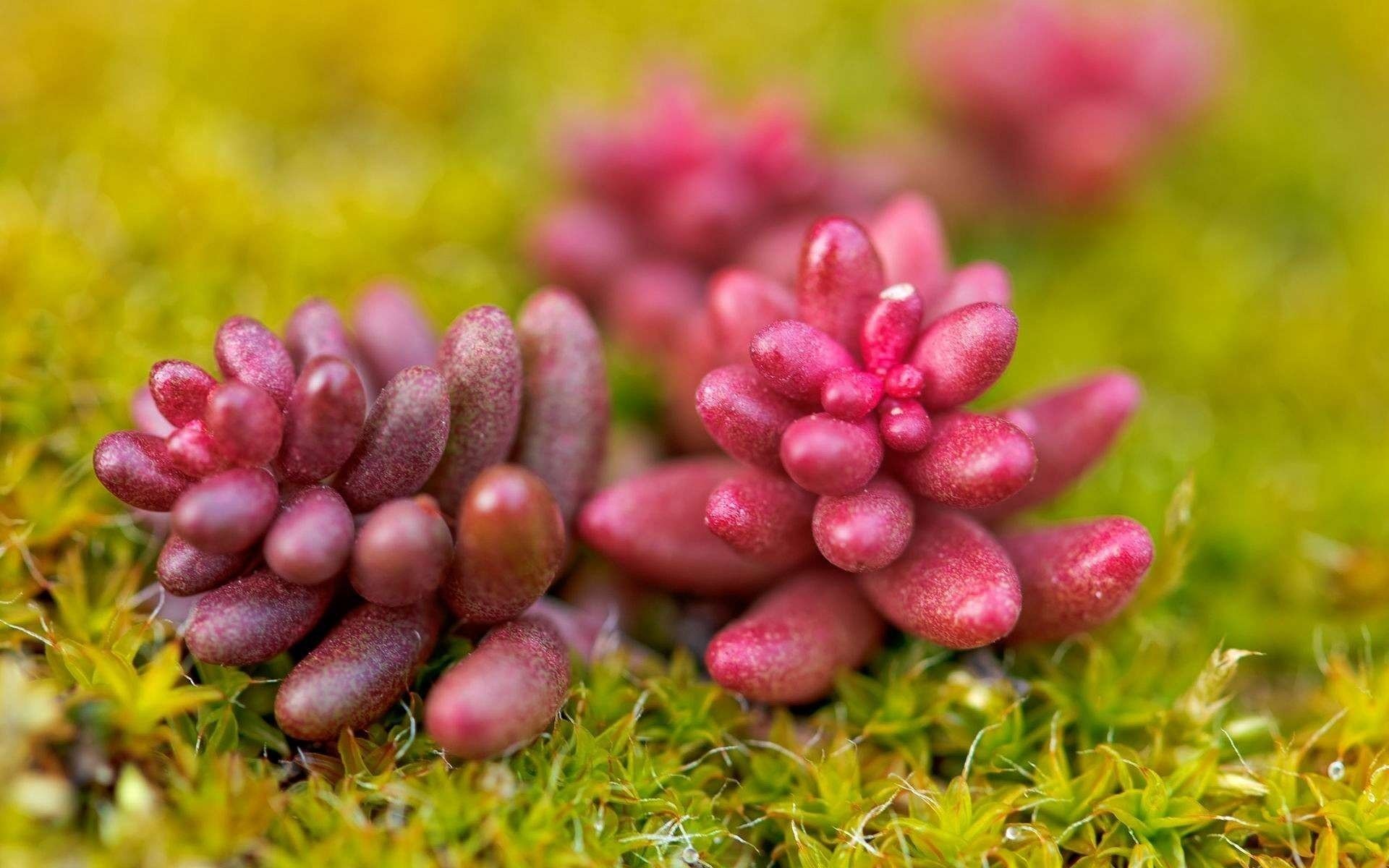 sedum pianta erba