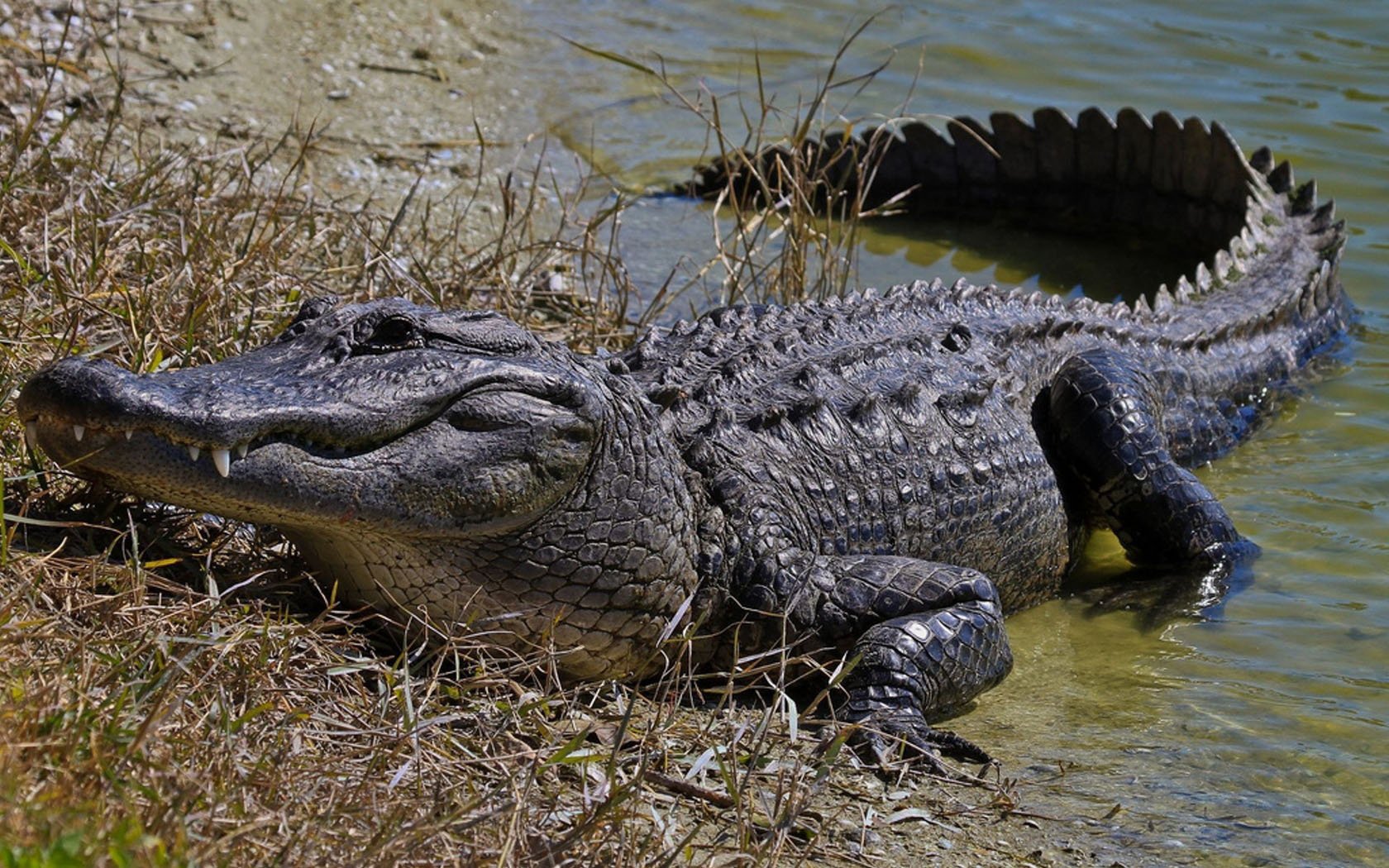 crocodile grass water