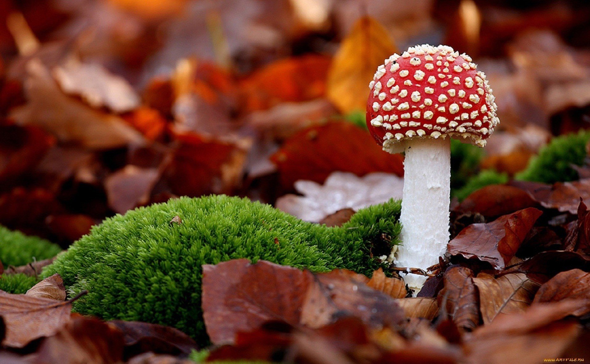 fungo amanita autunno foglie rosso cappello muschio fogliame