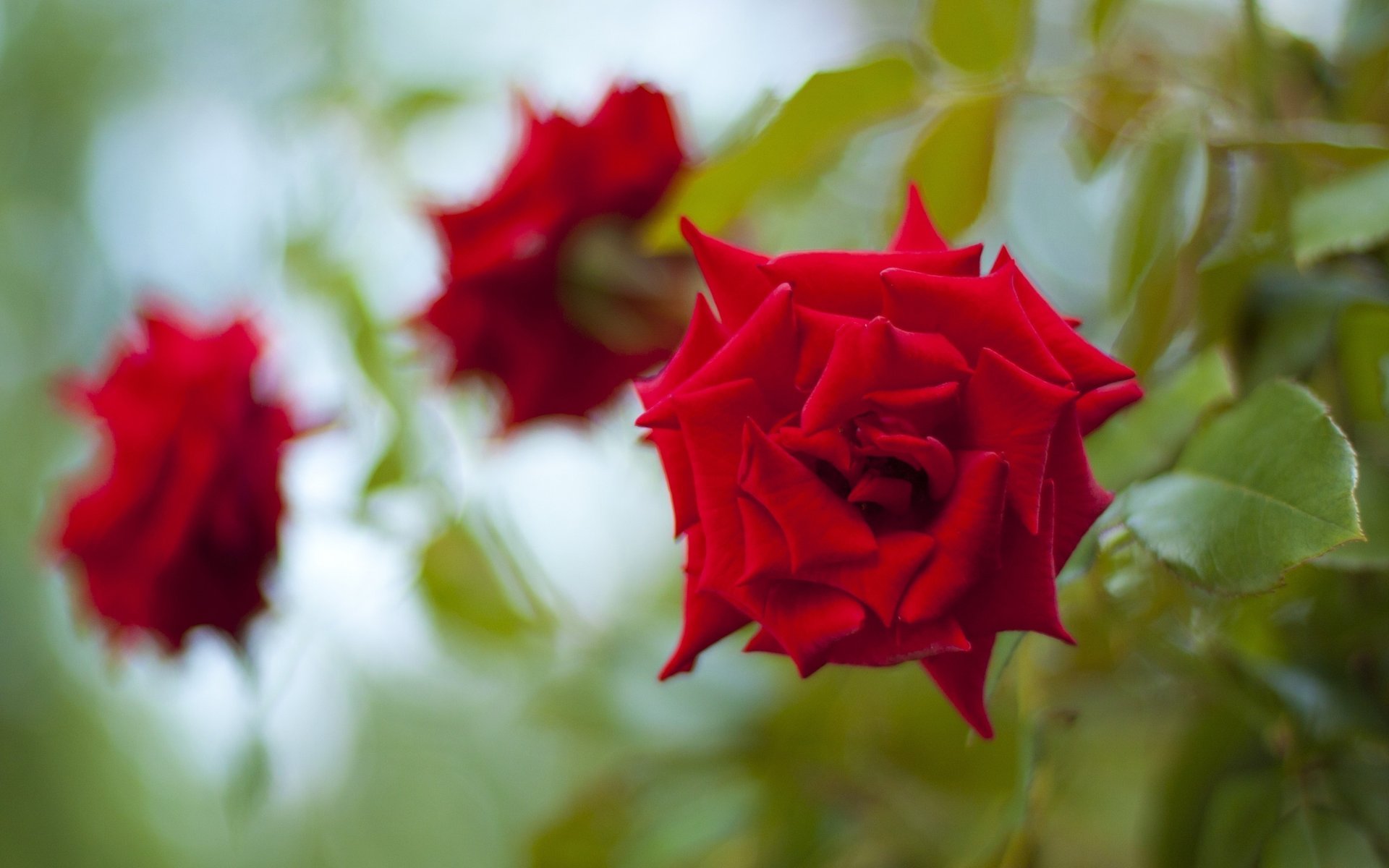 rosas rojas