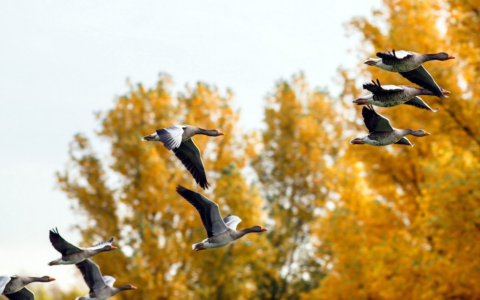 autunno anatre natura