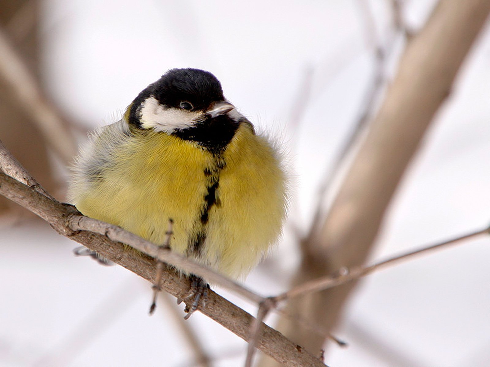 oiseau mésange