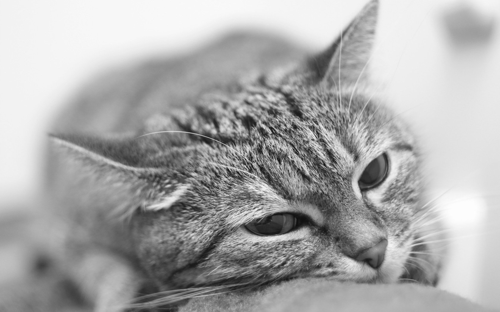 black and white kote cat portrait