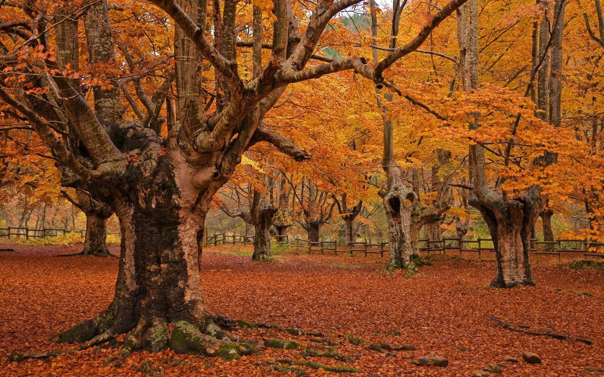 nature park tree