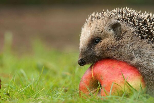 Ein Igel auf einem Apfel im Gras