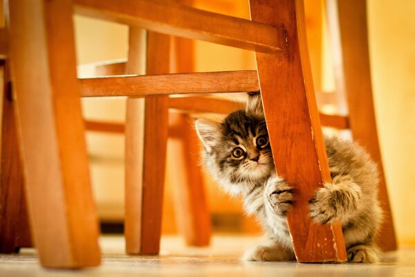 Petit chaton caché derrière le pied de la chaise