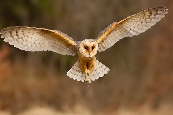 Hibou avec des ailes ouvertes en vol