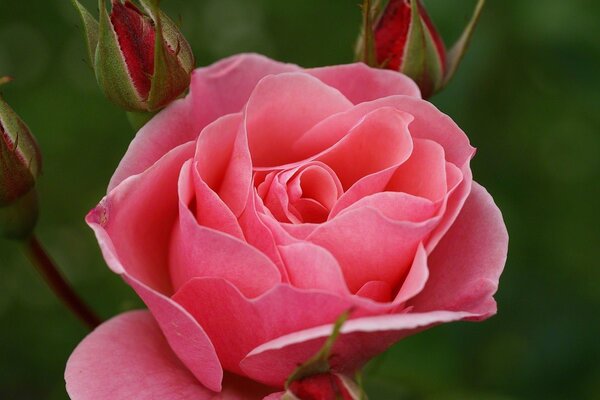 A very chic pink rose