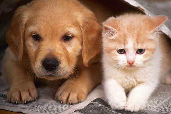 L amitié chiot et chaton est si mignon